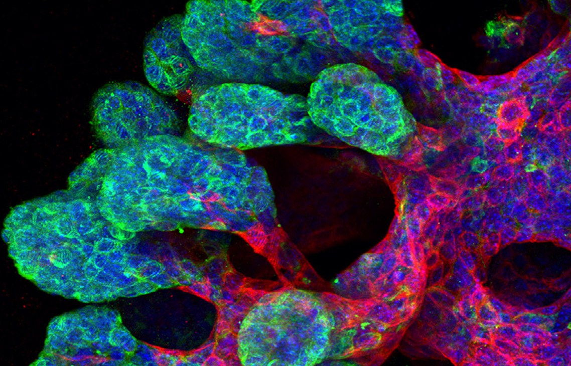 Organoid Lab RESEARCH AREAS